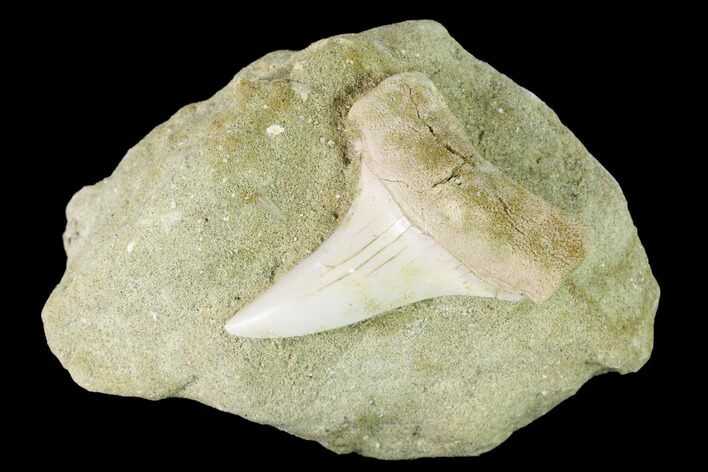 Fossil Mako Shark (Isurus) Tooth On Sandstone - Bakersfield, CA #144417